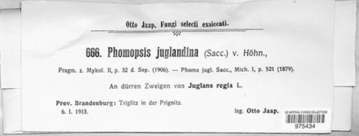 Phomopsis juglandina image